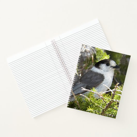 Kanadahäher-Naturfoto Notizblock (Innenseite)