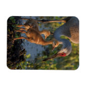 Kanadakranich mit Küken, Florida Magnet (Horizontal)