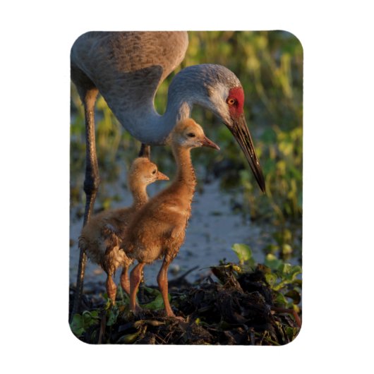 Kanadakranich mit Küken, Florida Magnet (Vertikal)