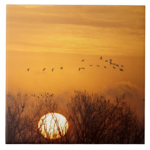Kanadakraniche gegen aufgehende Sonne silhouettier Fliese