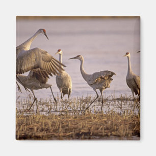 Kanadakraniche (Grus canadensis) Platte Magnet
