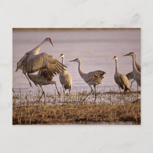 Kanadakraniche (Grus canadensis) Platte Postkarte