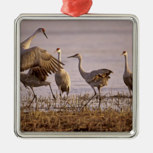 Kanadakraniche (Grus canadensis) Platte Silbernes Ornament