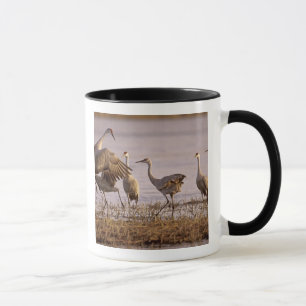 Kanadakraniche (Grus canadensis) Platte Tasse