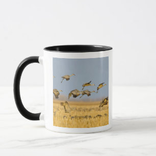 Kanadakraniche landen in Maisfeldern Tasse