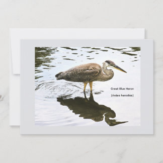 Kanadareiher (Ardea herodias) Dankeskarte