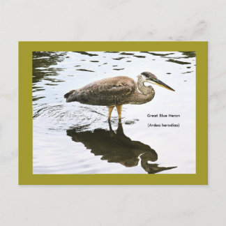 Kanadareiher (Ardea herodias) Feiertagspostkarte
