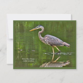 Kanadareiher (Ardea herodias) Mitteilungskarte