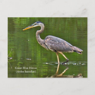 Kanadareiher (Ardea herodias) Postkarte