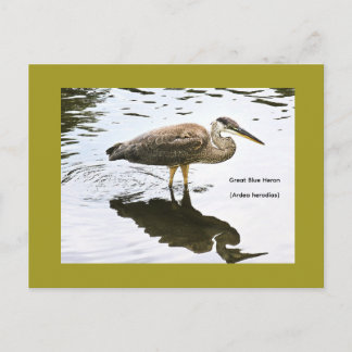 Kanadareiher (Ardea herodias) Postkarte