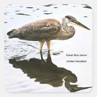 Kanadareiher (Ardea herodias) Quadratischer Aufkleber