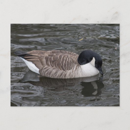 Kanadas auf lebendigem Wasser schweben Postkarte (Vorderseite)