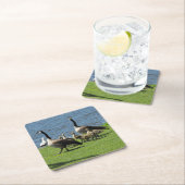 Kanadas Gänse auf dem Gras von den Untersetzer (Vor Ort)