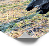 Kanadas-Gänse-Foto Poster (Ecke)