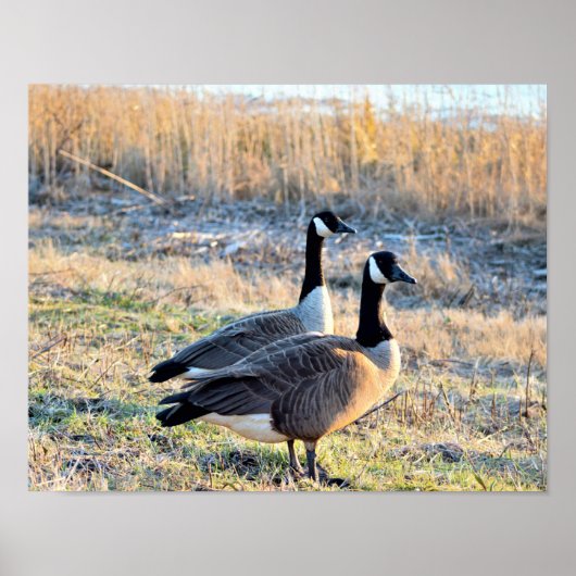 Kanadas-Gänse-Foto Poster (Vorne)