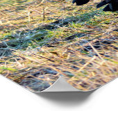 Kanadas-Gänse-Foto Poster (Ecke)