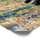 Kanadas-Gänse-Foto Poster (Ecke)