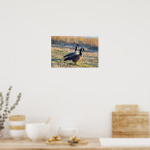 Kanadas-Gänse-Foto Poster (Küche)