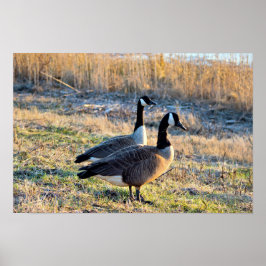 Kanadas-Gänse-Foto Poster