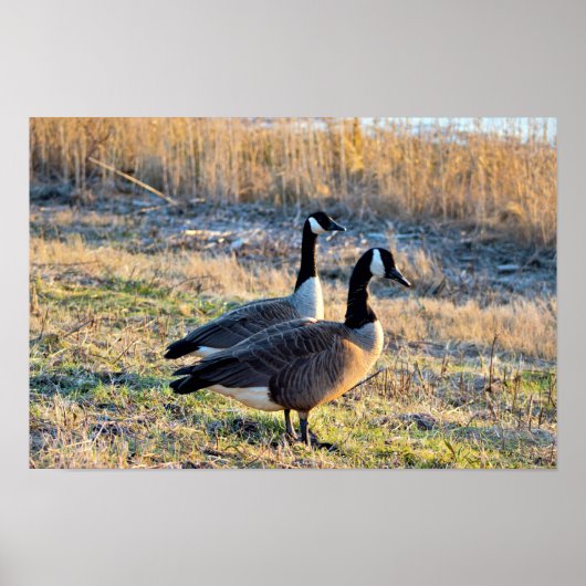 Kanadas-Gänse-Foto Poster (Vorne)
