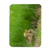 Kanadas Gänse Magnet (Vertikal)