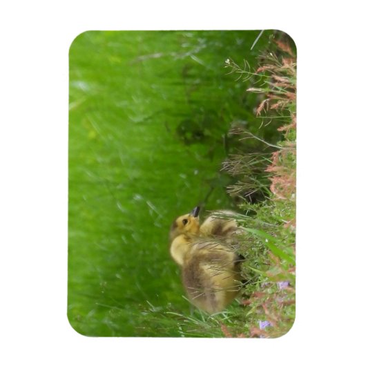 Kanadas Gänse Magnet (Vertikal)