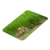 Kanadas Gänse Magnet (Linke Seite)