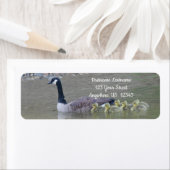 Kanadas Gänse mit Mama-Tieradresse (Insitu)