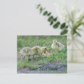 Kanadas Gänse Nature Foto Postkarte (Stehend Vorderseite)