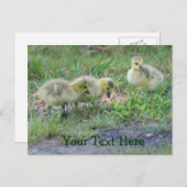 Kanadas Gänse Nature Foto Postkarte (Vorne/Hinten)