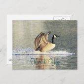 Kanadas Gänseanlandung Postkarte (Vorne/Hinten)