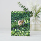 Kanadas Gänseküken mit Blume Postkarte (Stehend Vorderseite)