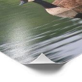 Kanadas Gänsereflektionen Natur Fotodruck (Ecke)