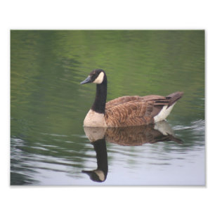 Kanadas Gänsereflektionen Natur Fotodruck