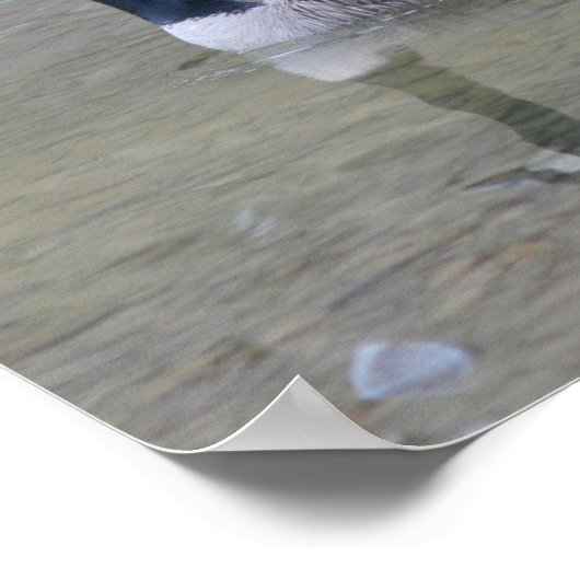 Kanadas Gänsslinge mit Mama Poster (Ecke)