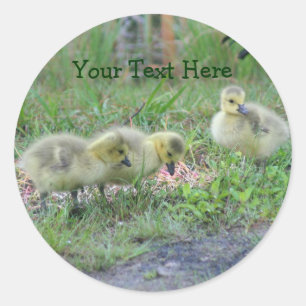 Kanadas Geese Babies Nature Foto Sticker