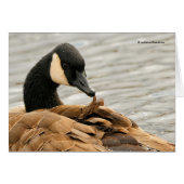 Kanadas Goose Preening auf dem See (Vorderseite (Horizontal))