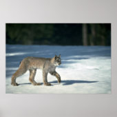 Kanadas Luchs im Schnee Poster (Vorne)