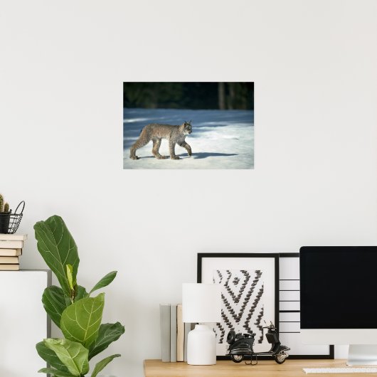 Kanadas Luchs im Schnee Poster (Heimbüro)