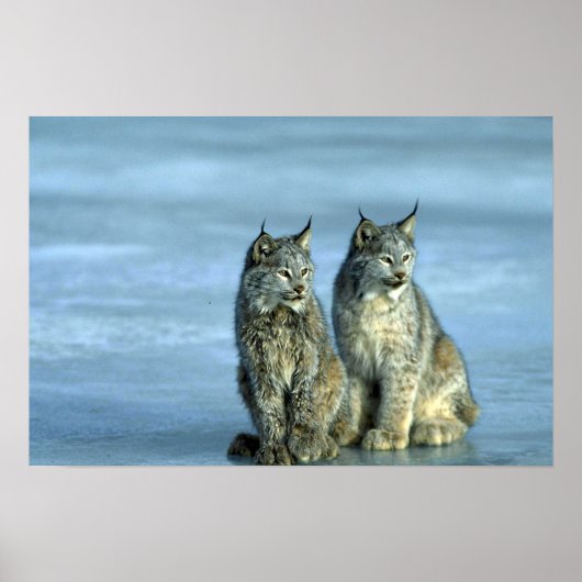 Kanadas Luchs, Winter, Paare nach Eisstrom Poster (Vorne)
