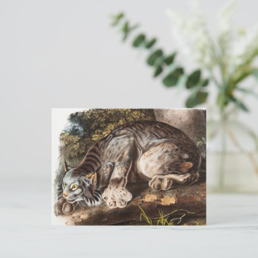 Kanadas Lynx (Lynx Canadensis) Illustration Postkarte (Stehend Vorderseite)