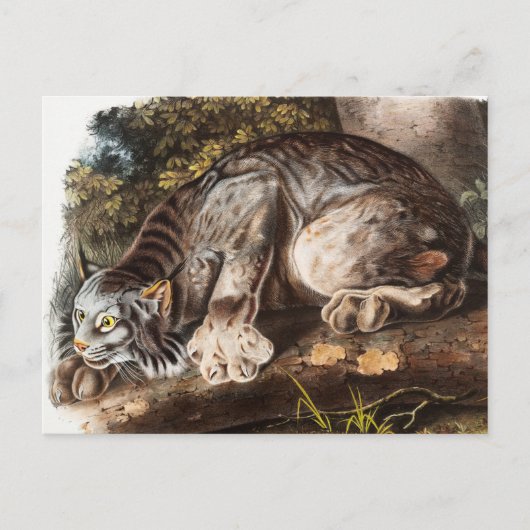 Kanadas Lynx (Lynx Canadensis) Illustration Postkarte (Vorderseite)