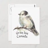 Kanadas National Bird Gray Jay, Whiskey Jack Postkarte (Vorne/Hinten)
