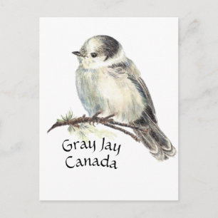 Kanadas National Bird Gray Jay, Whiskey Jack Postkarte