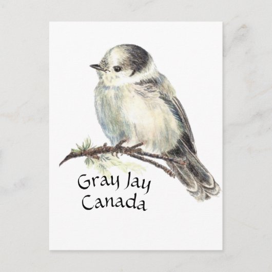 Kanadas National Bird Gray Jay, Whiskey Jack Postkarte (Vorderseite)