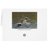 Kanadengänse mit Goslings (grenzt) (Rückseite Horizontal)