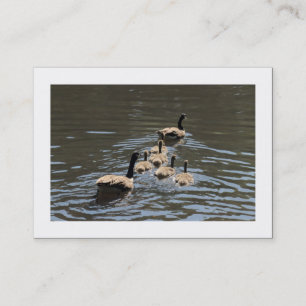 Kanadengänse mit Goslings (grenzt an Kanada) Visitenkarte