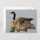 Kanadengas und ihr Foto Postkarte (Vorne/Hinten)