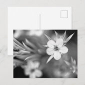 Kanadische Blume Postkarte (Vorne/Hinten)