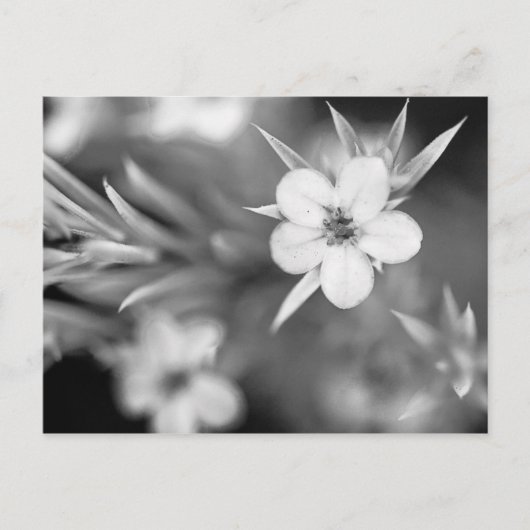 Kanadische Blume Postkarte (Vorderseite)